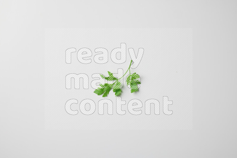 Short fresh parsley sprigs with vibrant green leaves on white background