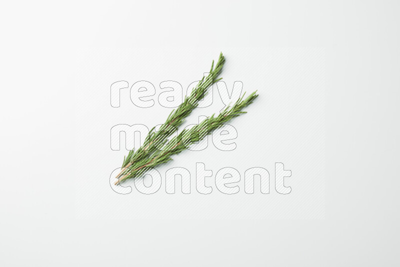 Two fresh rosemary sprigs on white background