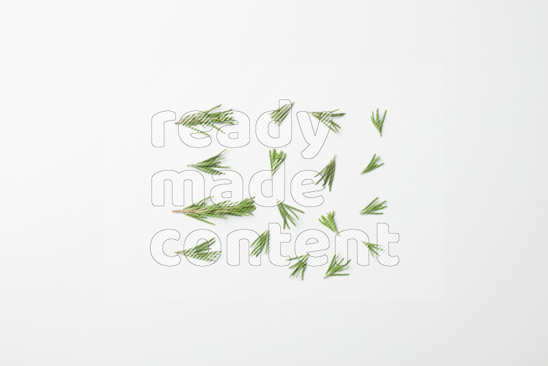 Multi fresh rosemary sprigs on white background