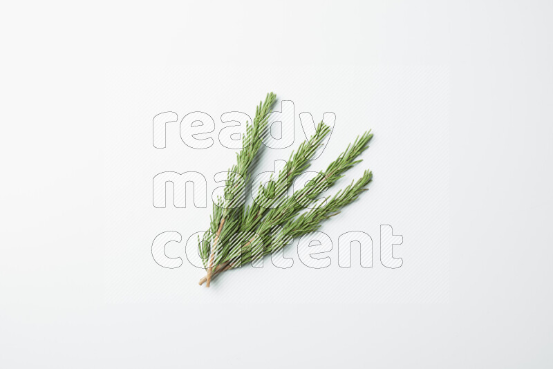 Multi fresh rosemary sprigs on white background