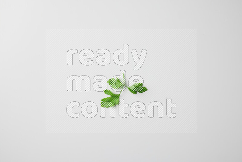 Scattered fresh parsley leaves on white background