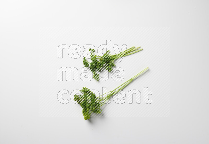 Fresh curly lettuce sprigs with vibrant green leaves on white background