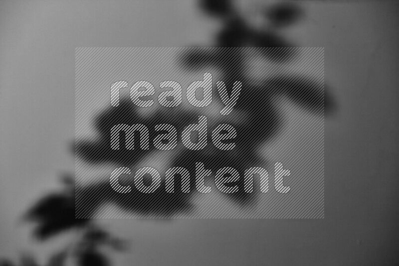 A delicate gobo light projects the silhouette of plant leaves onto a smooth surface