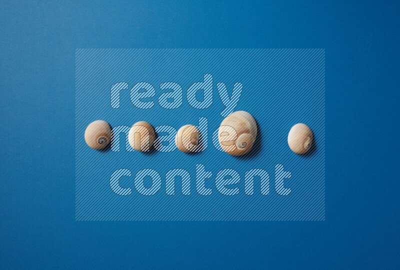 top view shot of seashells arrangement on blue background