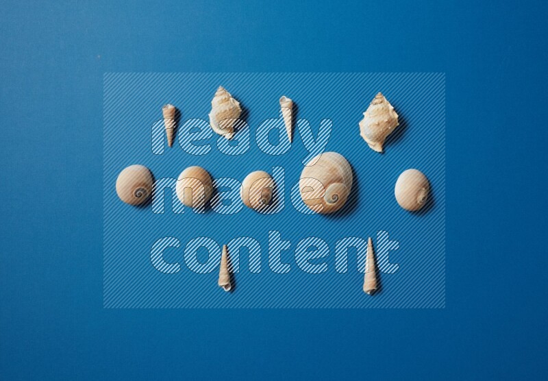 top view shot of seashells arrangement on blue background