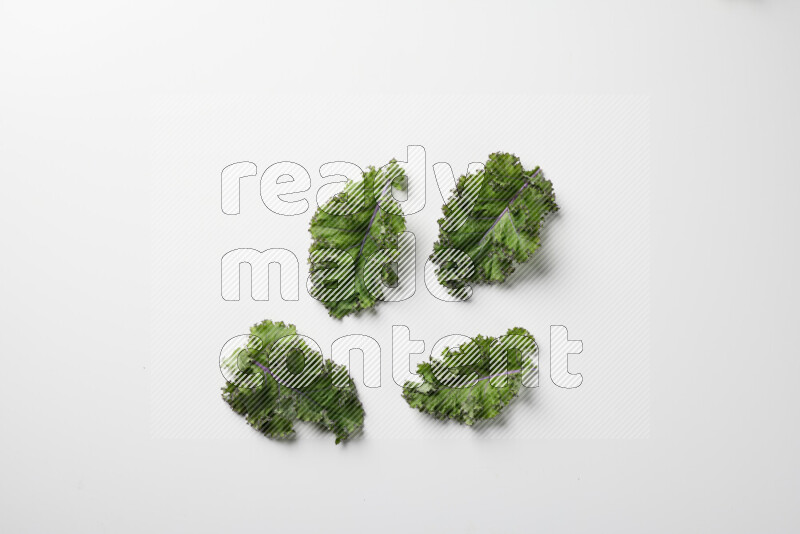An array of kale leaves spread out on a white background