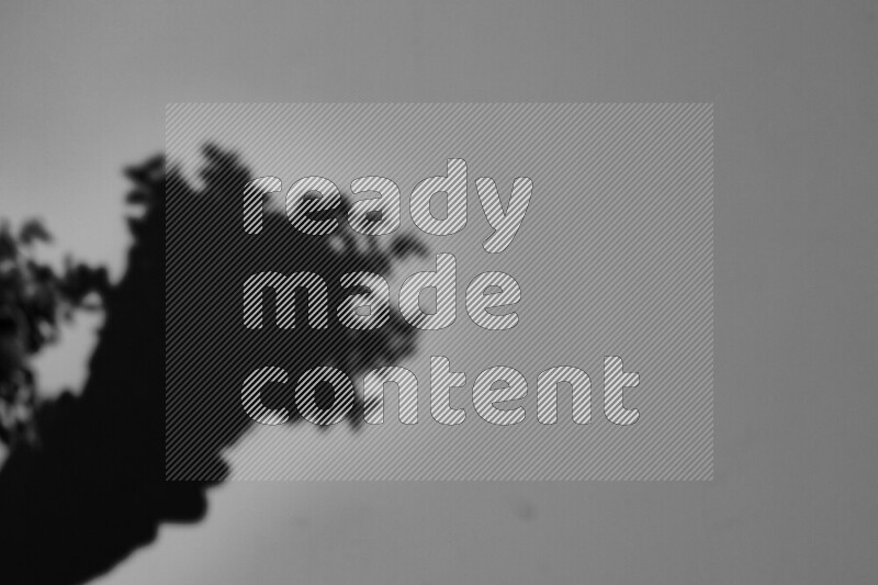 A delicate gobo light projects the silhouette of plant leaves onto a smooth surface