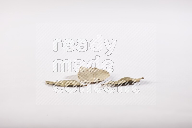 Dried bay leaves on white flooring in different angles