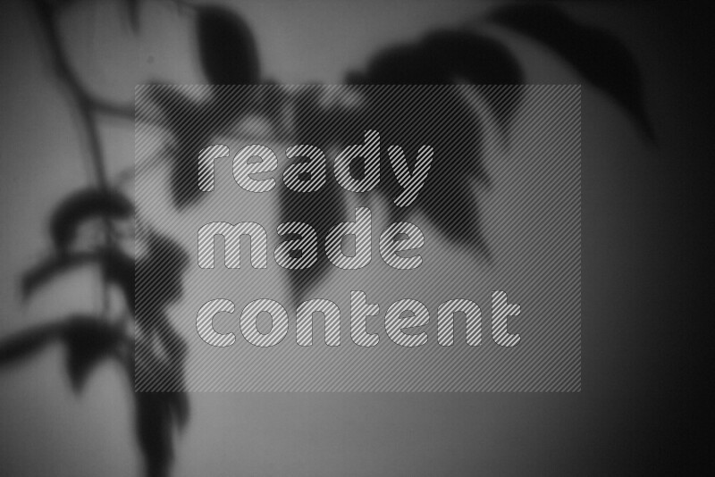 A delicate gobo light projects the silhouette of plant leaves onto a smooth surface