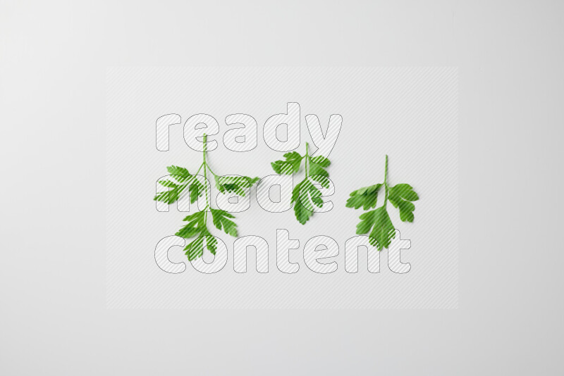 Short fresh parsley sprigs with vibrant green leaves on white background