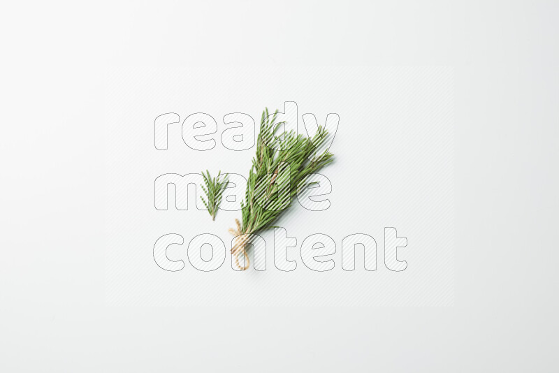 Multi fresh rosemary sprigs on white background