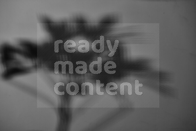 A delicate gobo light projects the silhouette of plant leaves onto a smooth surface