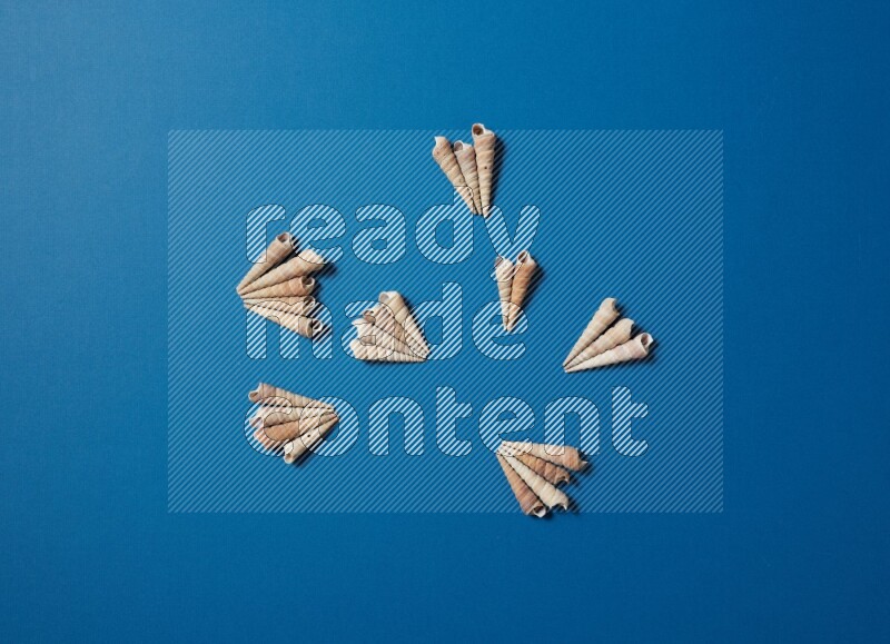 top view shot of seashells arrangement on blue background