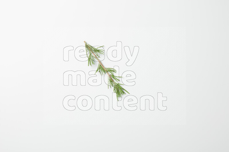 One fresh rosemary sprig on white background