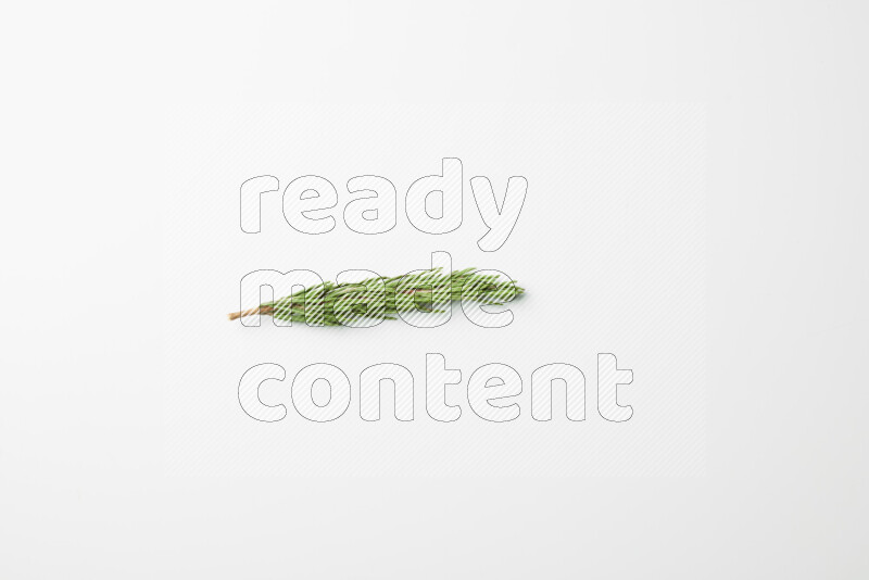 One fresh rosemary sprig on white background