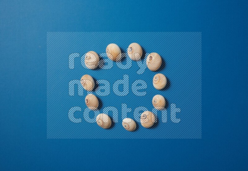 top view shot of seashells arrangement on blue background
