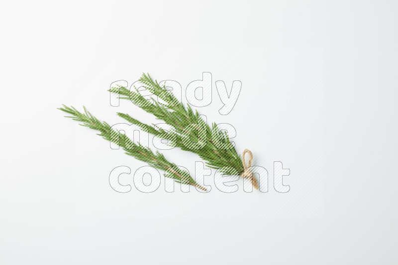 Multi fresh rosemary sprigs on white background