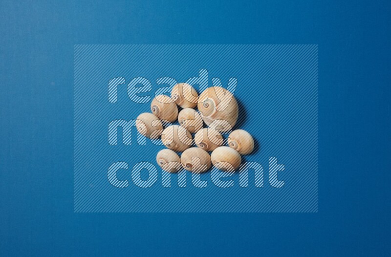 top view shot of seashells arrangement on blue background