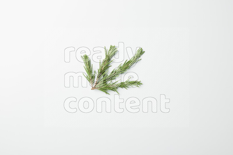 Multi fresh rosemary sprigs on white background